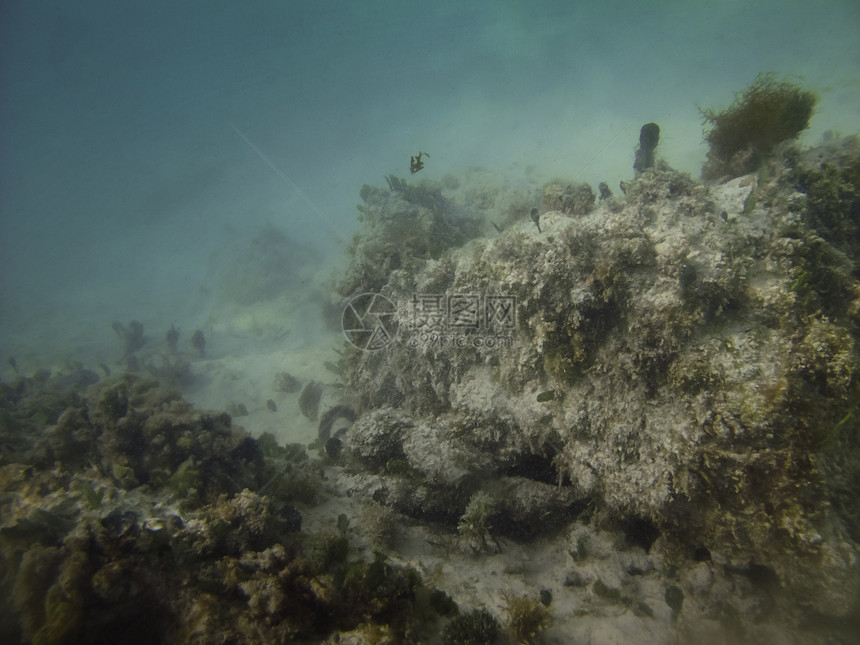 水下岩石海绵生活异国环境海洋游泳情调潜水员潜水珊瑚图片