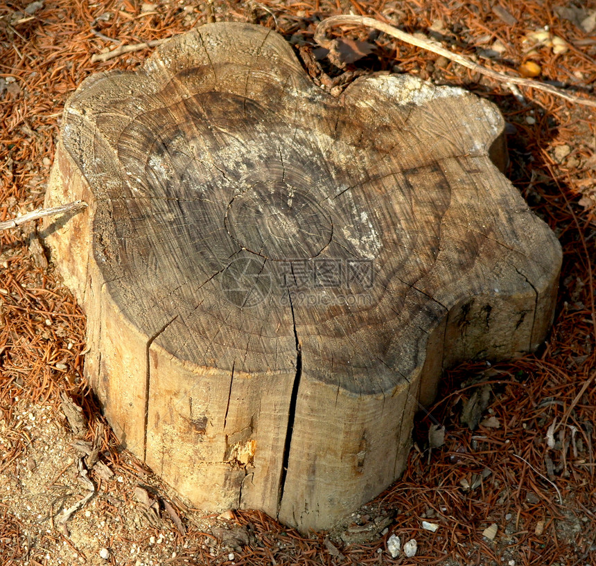树立木木头爱好者森林树木日志图片