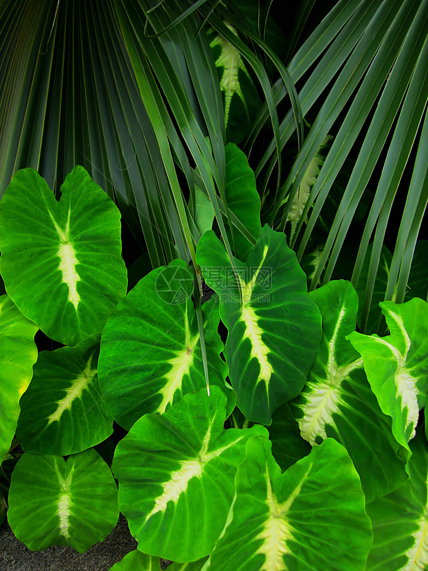 大象耳谷厂植物学园艺植被芋头绿色植物群食物叶子植物花园图片