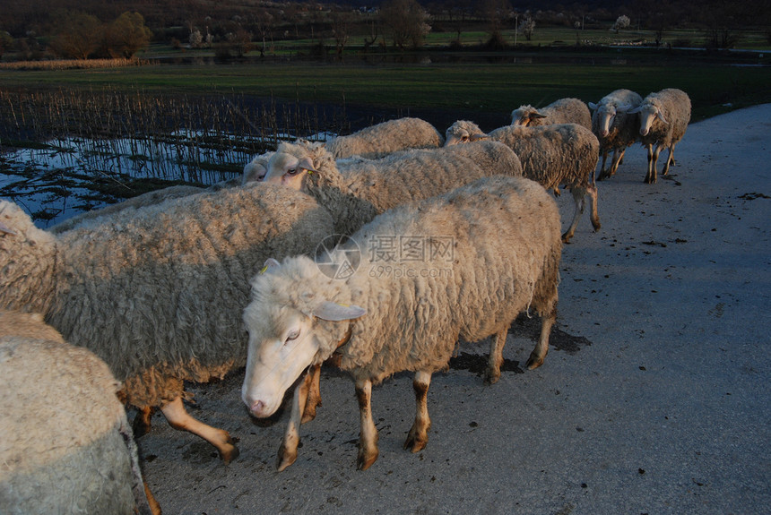 羊群羊毛食物团体场地羊肉哺乳动物农村农田牧场家畜图片