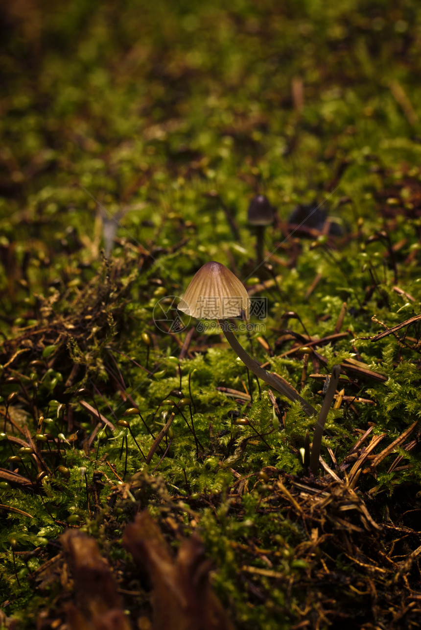 苏维坦菌类自然界地景工作室摄影图片