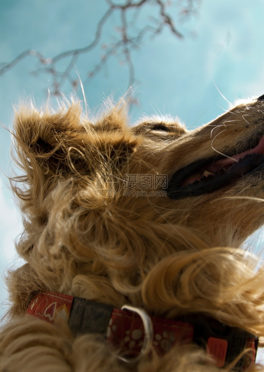 金毛猎犬犬类宠物哺乳动物头发棕色说谎小狗工作室猎犬外套图片