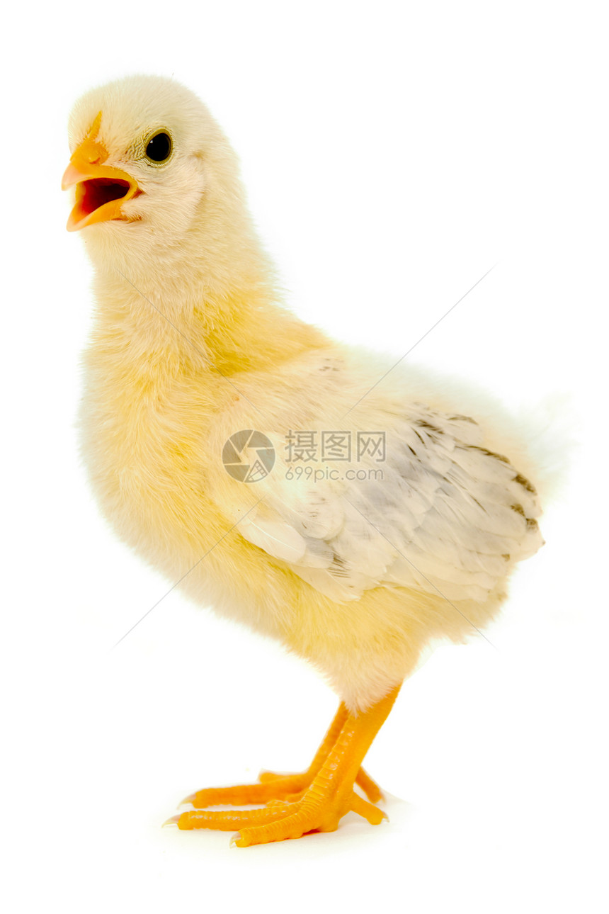鸡新生母鸡小鸡生长生活农场宠物家禽动物家畜图片