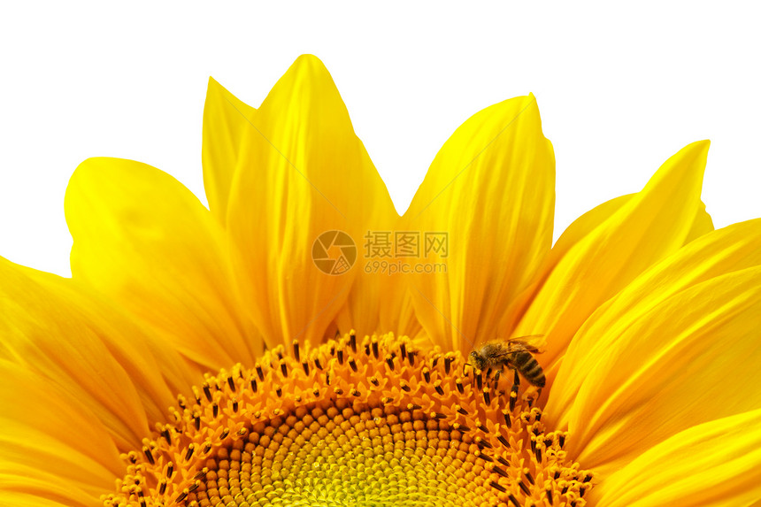 孤立的黄向日葵种子花瓣橙子宏观花粉圆圈向日葵植物学植物花店图片