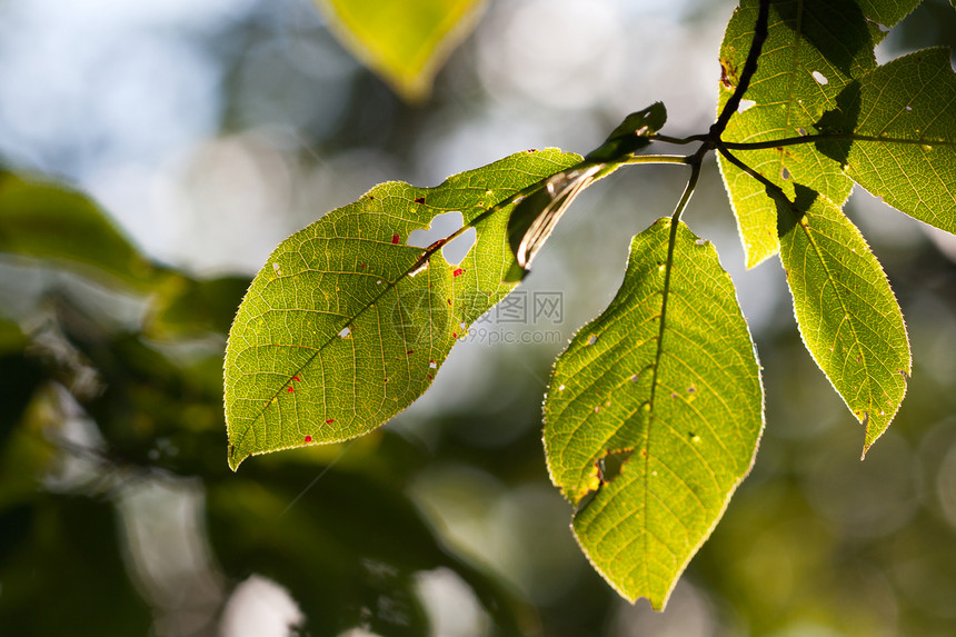 秋叶季节性环境红色活力宏观森林白色黄色植物群植物学图片