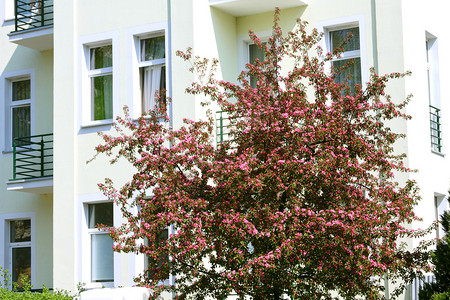 红开花树背景图片