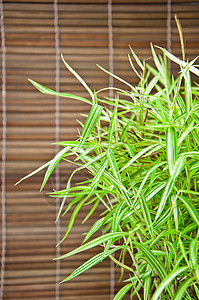 巢穴铁蕨竹背景自然高清图片