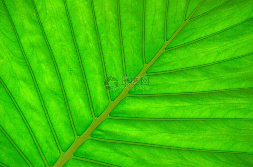 绿叶纹理叶子植物植物群生活生长绿色静脉生态图片