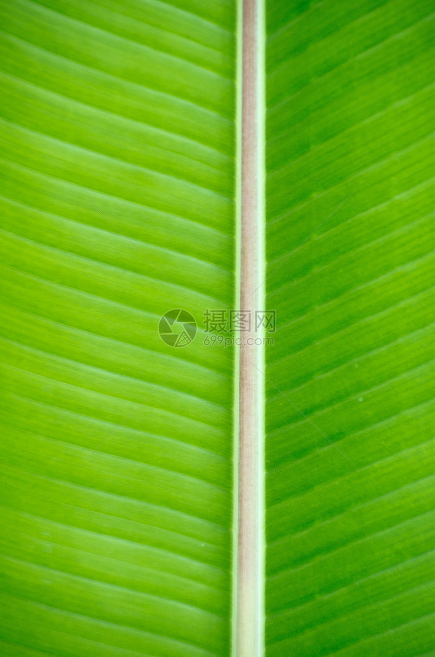 树叶纹理生活生态静脉植物生长叶子绿色植物群图片