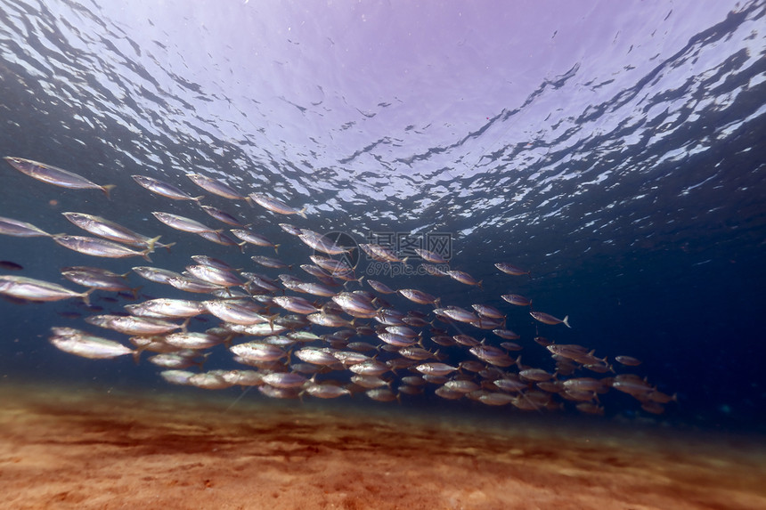在红海被剥去的竹盐水生活鲭鱼条纹潜水射线海洋太阳场景蓝色图片