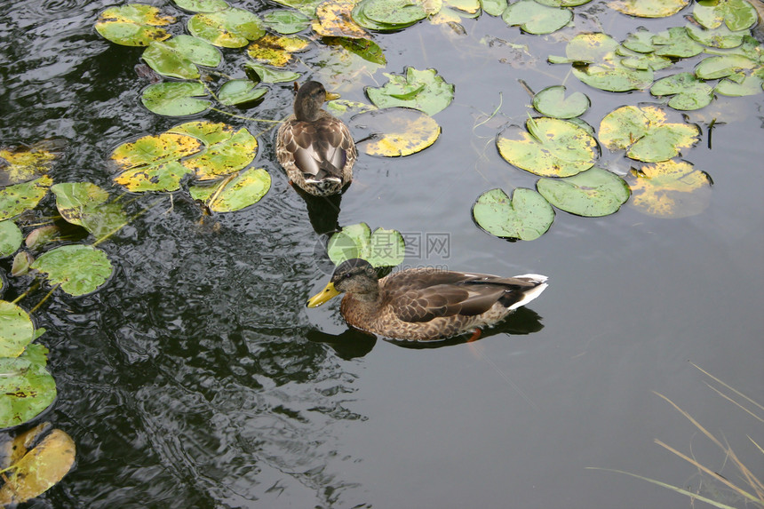 池塘里的鸭子叶子羽毛审查沼泽摄影地球动物园植物行星反射图片