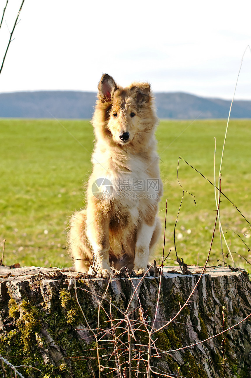 c 干哺乳动物长发牧羊人宠物犬类毛皮动物头发棕色牧羊犬图片