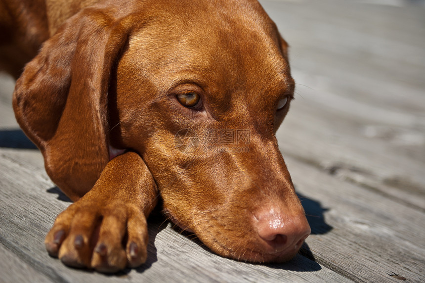 Vizsla Dog 特写图片