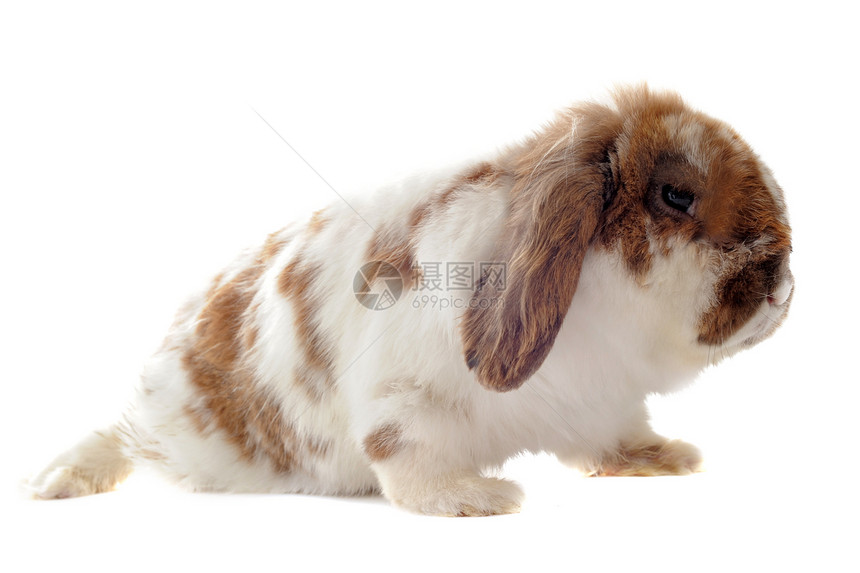 露兔兔耳兔动物侏儒伴侣宠物白色农场棕色工作室图片