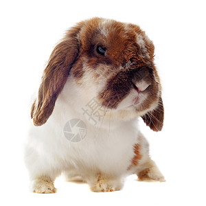 露兔兔宠物工作室动物伴侣白色棕色农场耳兔侏儒背景图片