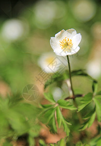 白阿尼蒙在前列腺土地地面绿色土壤植被地球白色高清图片