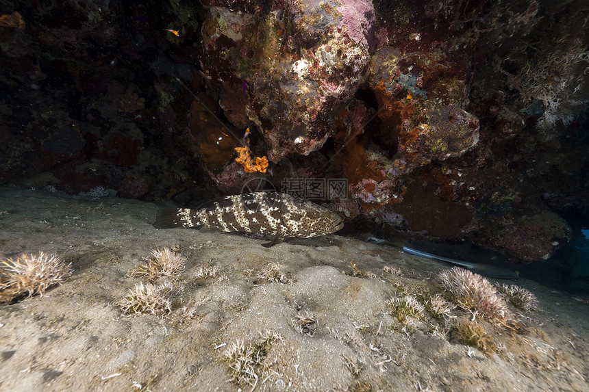红海的棕色混合石块和热带珊瑚礁图片