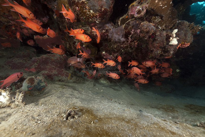 红海的鱼类和热带珊瑚礁蓝色海景天堂太阳盐水异国海洋潜水生活阳光图片