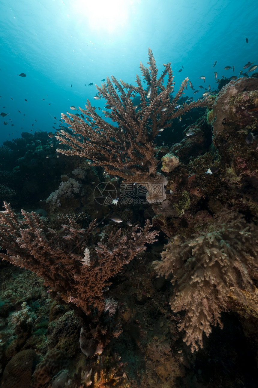 红海的珊瑚礁和鱼类盐水场景热带天堂生活珊瑚太阳植物情调射线图片