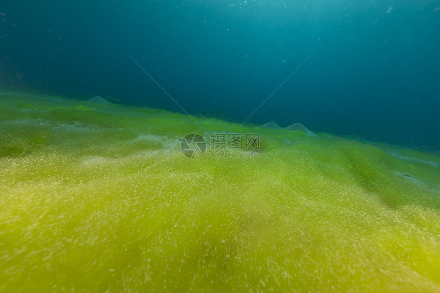蓝海 沙底和红海的藻类绿色天堂植物海景场景热带异国潜水生活盐水图片