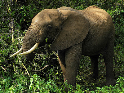 法森丛林大象 - 萨法里背景