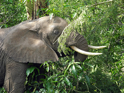 丛林2个大象 - 萨法里 2背景