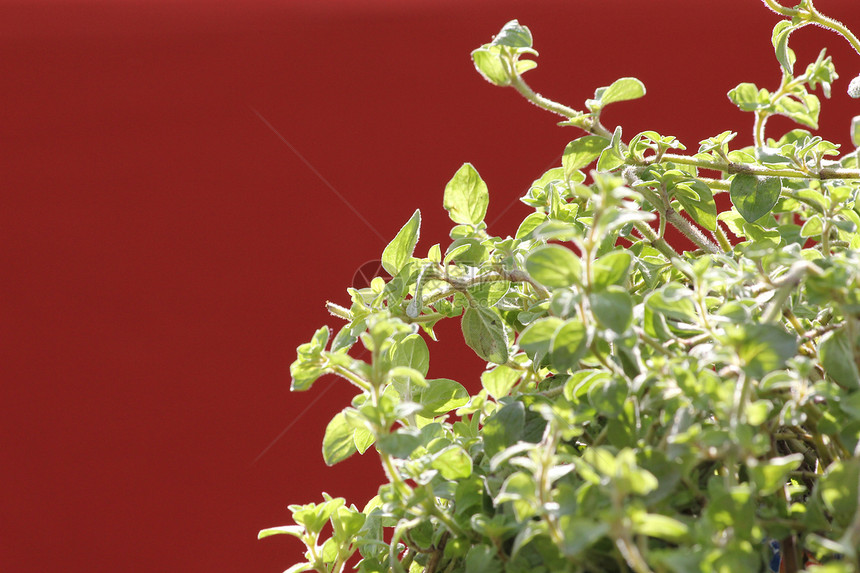 绿色绿红植物图片