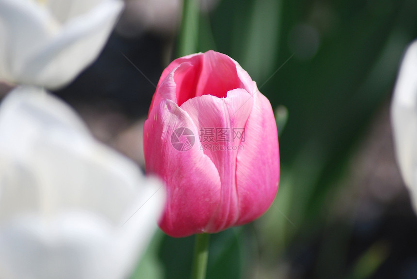 背景白郁金香上一个粉红色的郁金香花坛叶子公园绿色花瓣晴天花园植物植物学图片