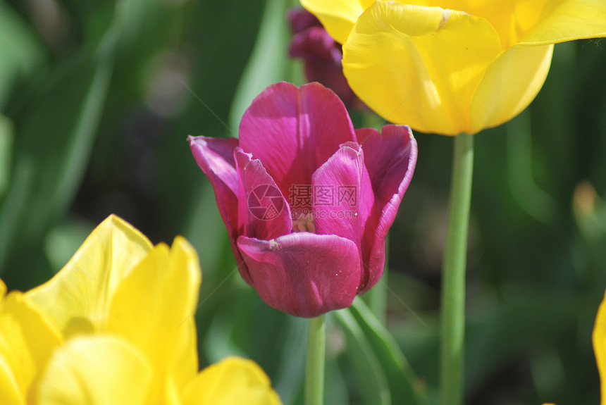一个紫色郁金香和两个黄色郁金香植物绿色公园花瓣叶子花坛花园晴天植物学图片