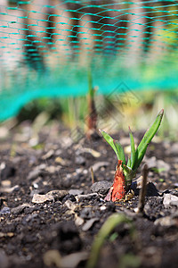 洋葱喷射红洋葱植物高清图片