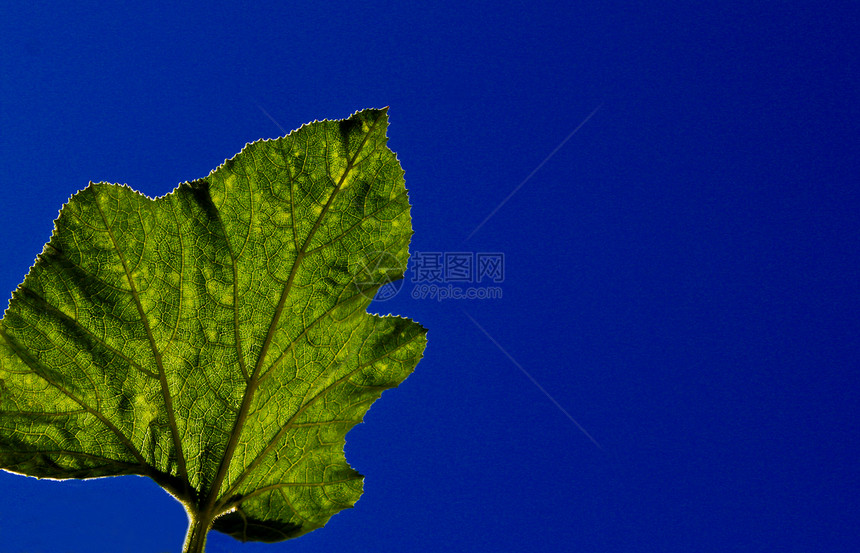 南瓜叶花园草地绿色线条蔬菜植被树叶蓝色荆棘天空图片