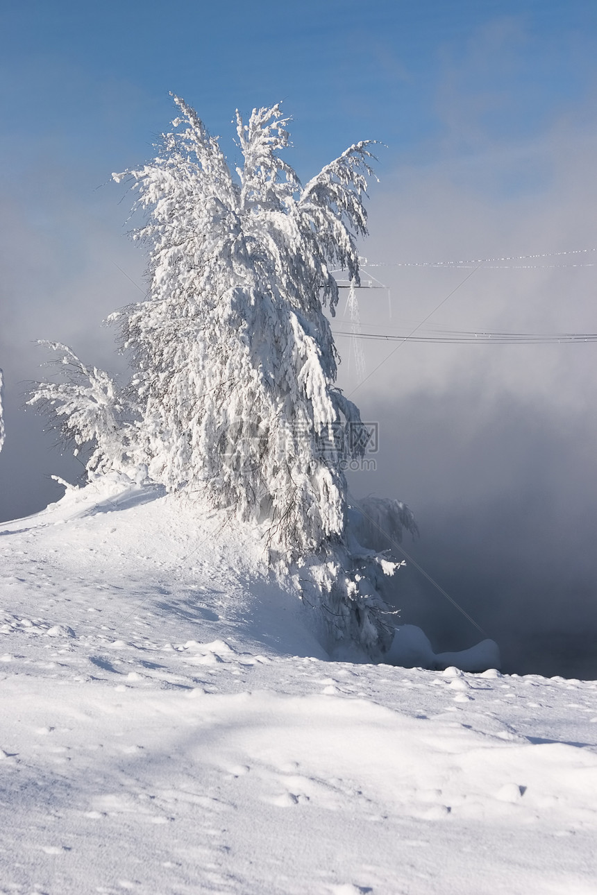 雪雪和冰冷的孤树雪花下雪蓝色孤独天空地平线场景假期季节树木图片