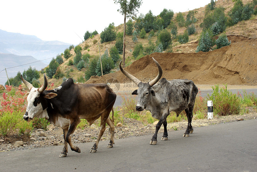 埃塞俄比亚的奶牛动物喇叭国家哺乳动物农村乡村荒野图片