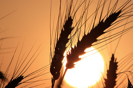 堪萨斯州小麦日落近了剪影太阳粮食白色黑色圆形橙子农业背景图片