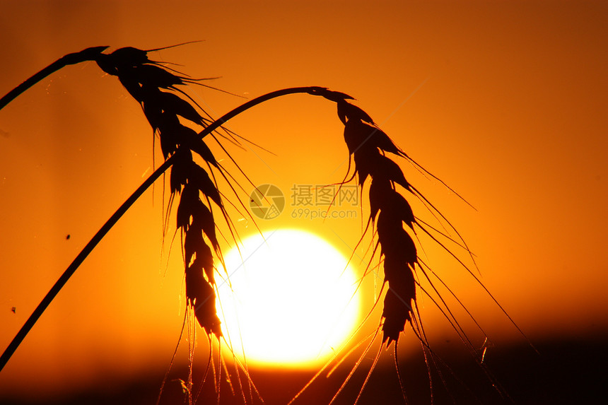 堪萨斯州小麦日落近了黑色农业白色太阳粮食圆形橙子图片
