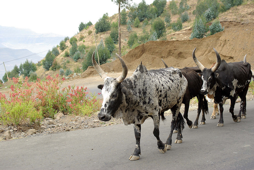 埃塞俄比亚的奶牛喇叭风景沥青动物国家街道荒野农村图片