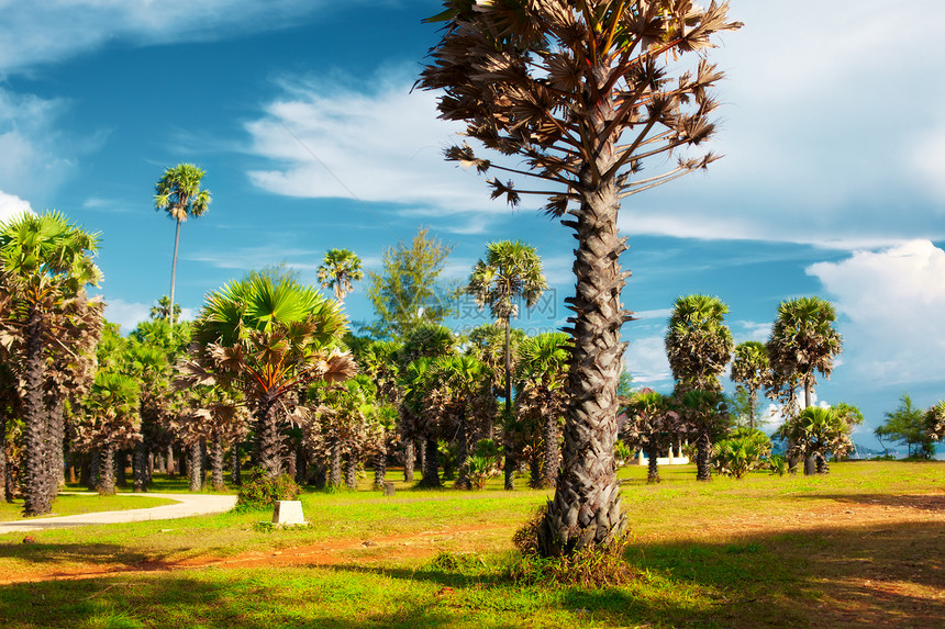 丛林公园农村风景国家阳光叶子土地射线植物椰子蓝色图片