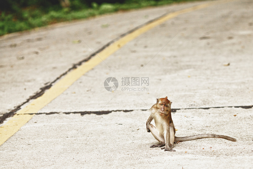 Macaque 猴子猕猴动物哺乳动物照片眼睛灵长类野生动物荒野森林地面图片