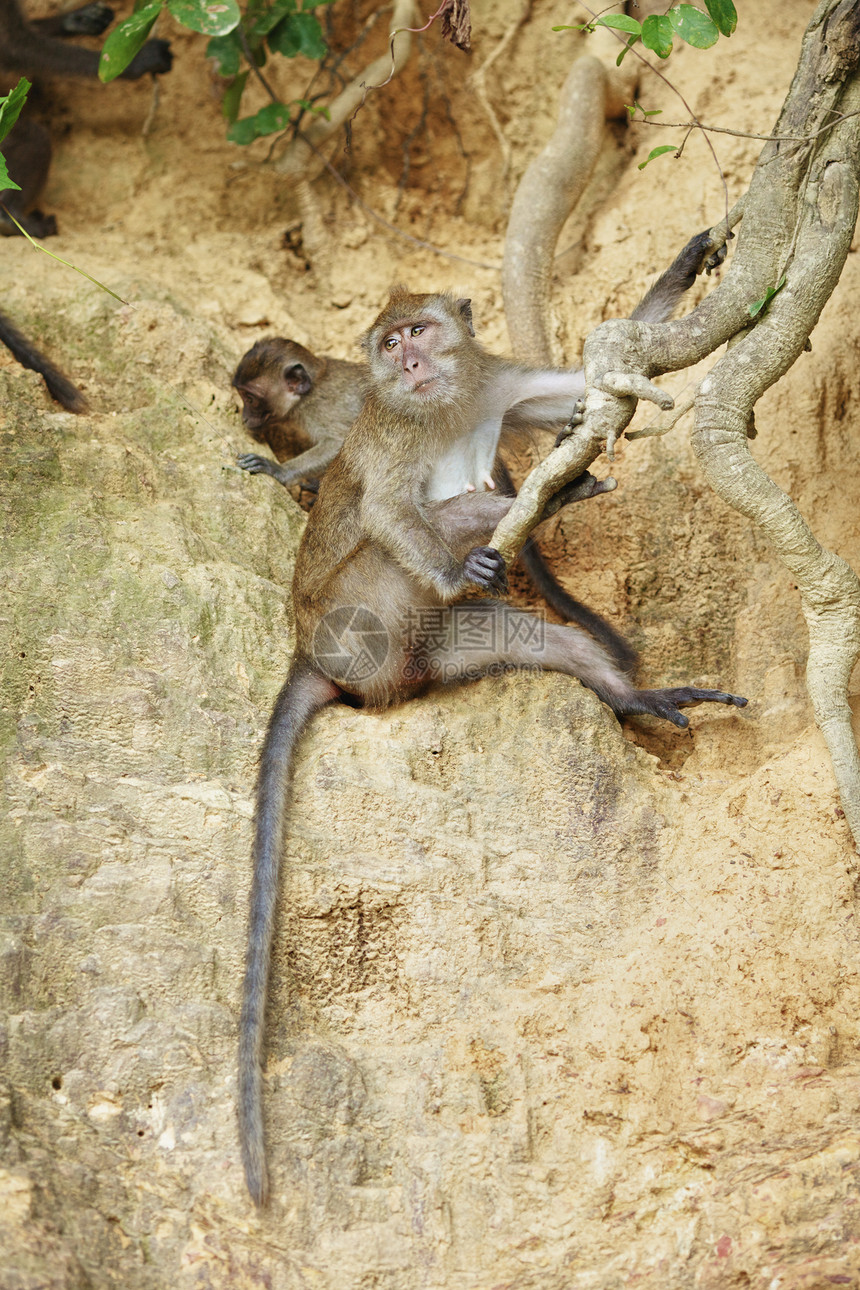 Macaque 猴子野生动物猕猴祖先毛皮丛林蓝色动物生物异国地面图片
