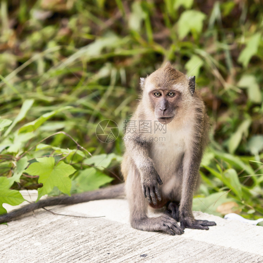 Macaque 猴子毛皮猕猴眼睛荒野丛林混血儿沥青婴儿情调正方形图片