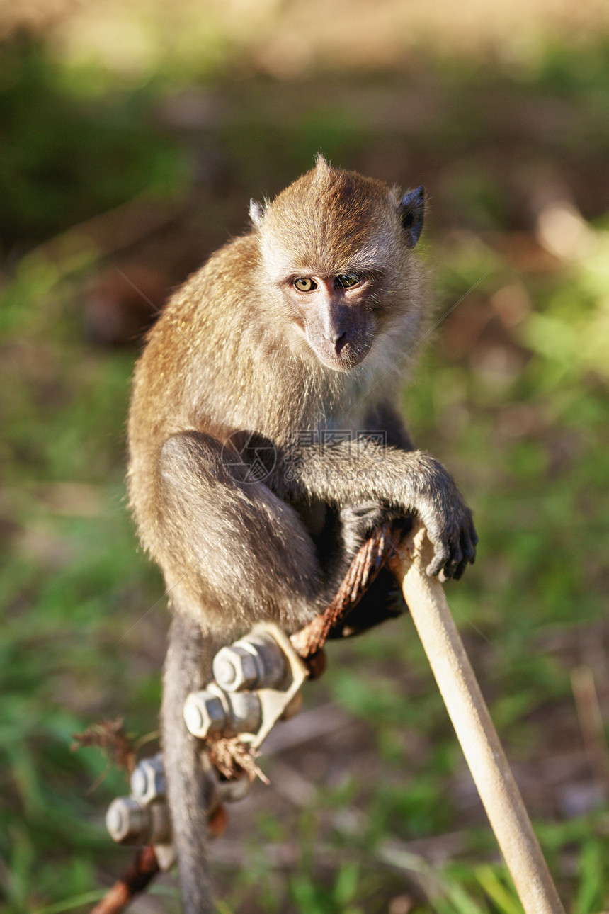 Macaque 猴子蓝色祖先婴儿哺乳动物森林情调乐趣热带照片动物图片