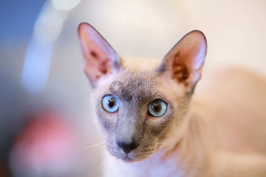 无毛猫好奇心奢华小猫短发耳朵鼻子晶须动物蓝色工具图片