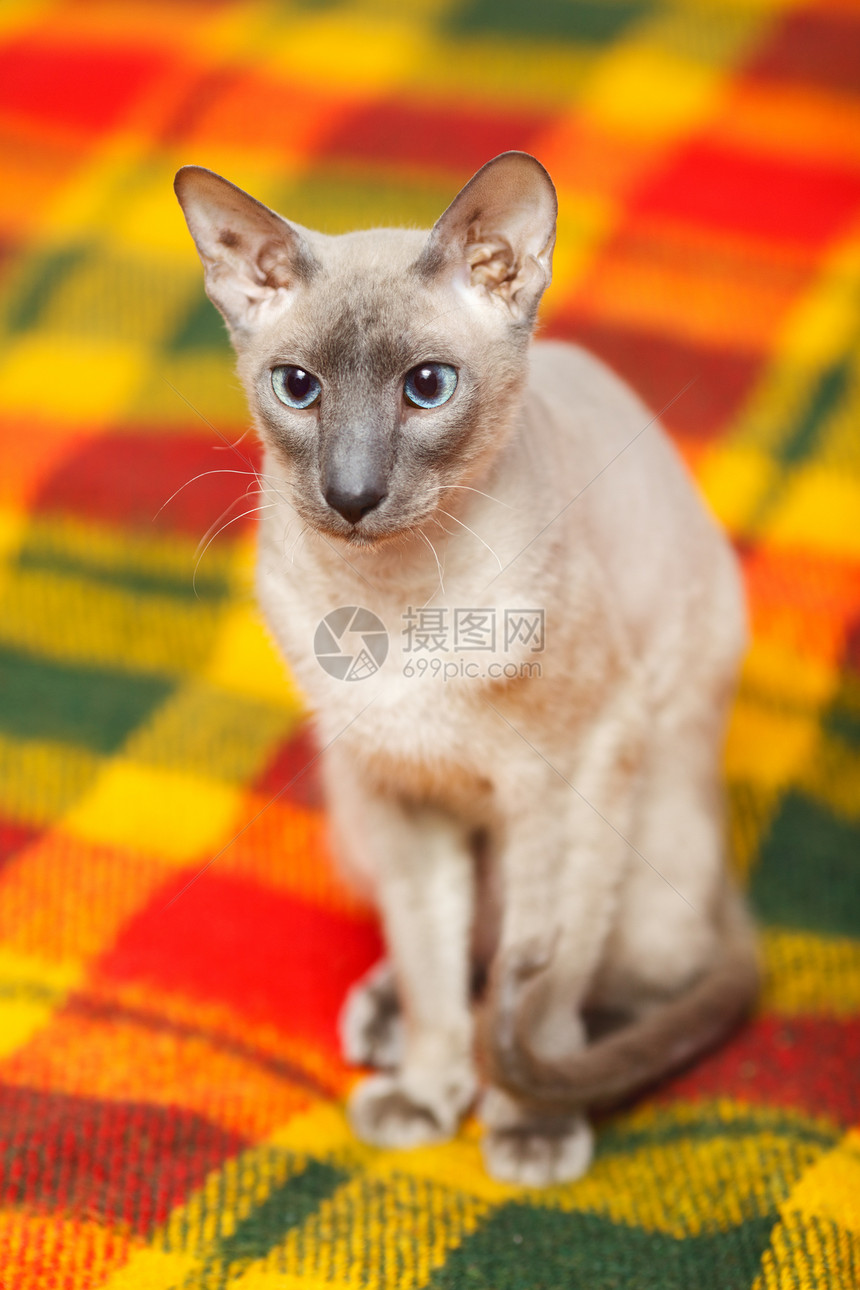 无毛猫晶须工具爪子鼻子好奇心蓝色眼睛小猫外套宠物图片
