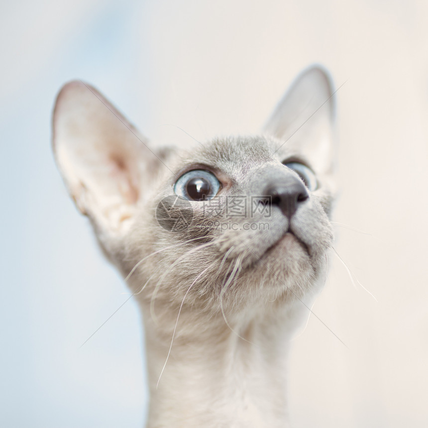 无毛猫短发鼻子正方形动物外套好奇心蓝色宠物椅子爪子图片