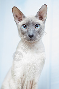 无毛猫动物男性耳朵眼睛蓝色小猫宠物晶须工具奢华背景图片