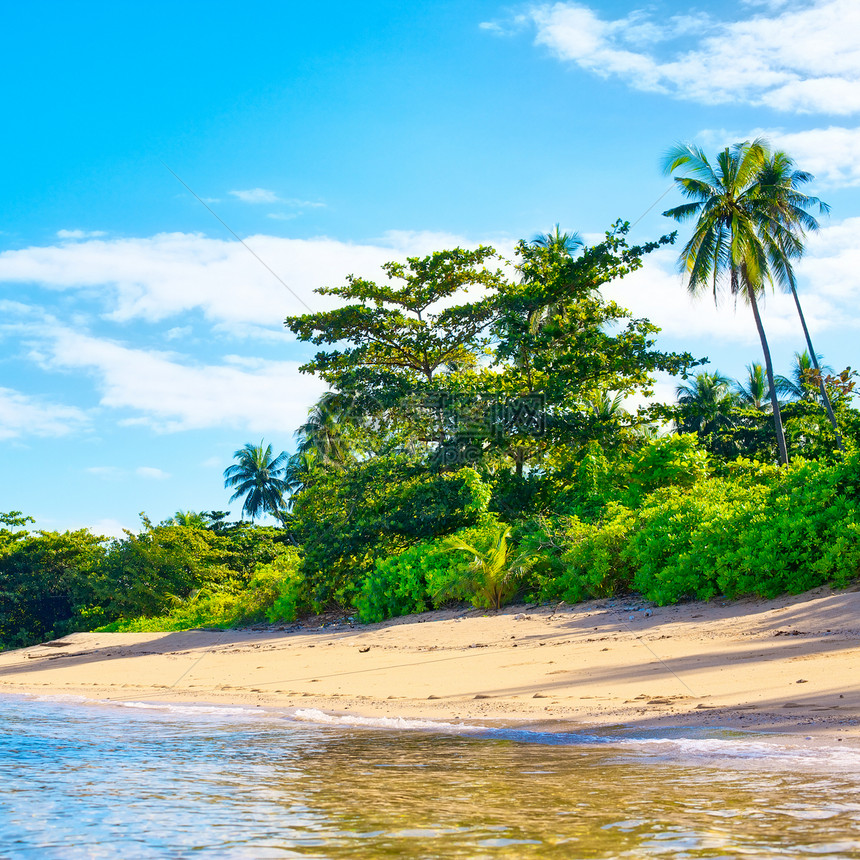 热带热带海滩蓝色照片支撑海岸天堂旅游娱乐地平线天空椰子图片