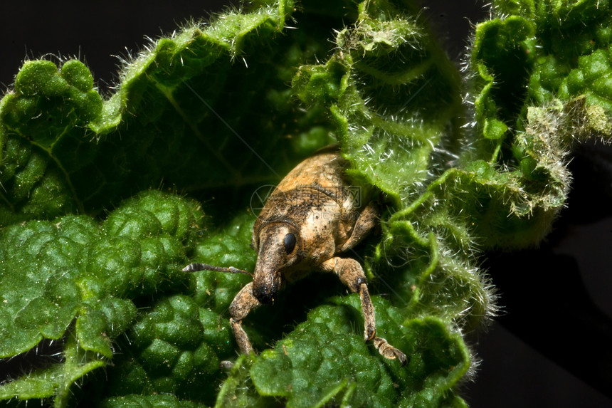 植物上的鼻涕虫利克斯(利克索切勒斯)图片