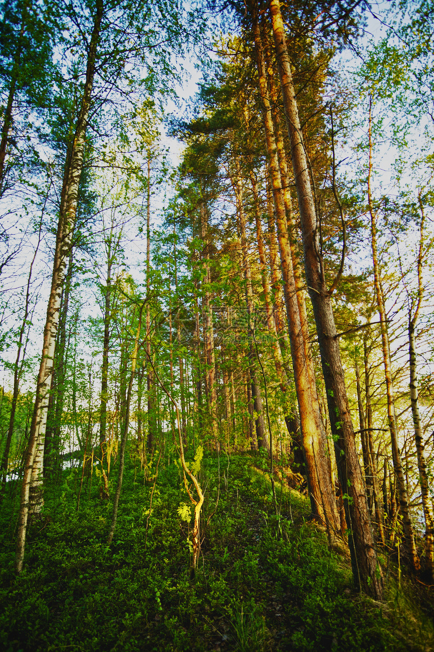 松松林林地晴天苔藓木头植物公园风景荒野环境场景图片