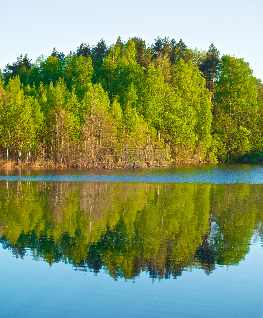湖上森林松树生态木头针叶沼泽旅行天空镜子晴天旅游图片