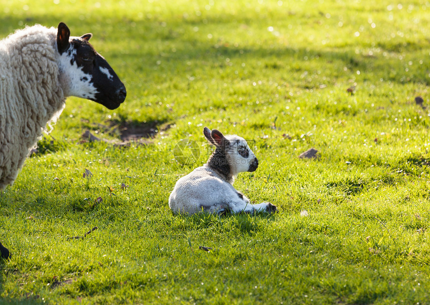 在草原上的黑白羊羔黑与白哺乳动物草地新生农场牛奶动物母亲农业黑色图片